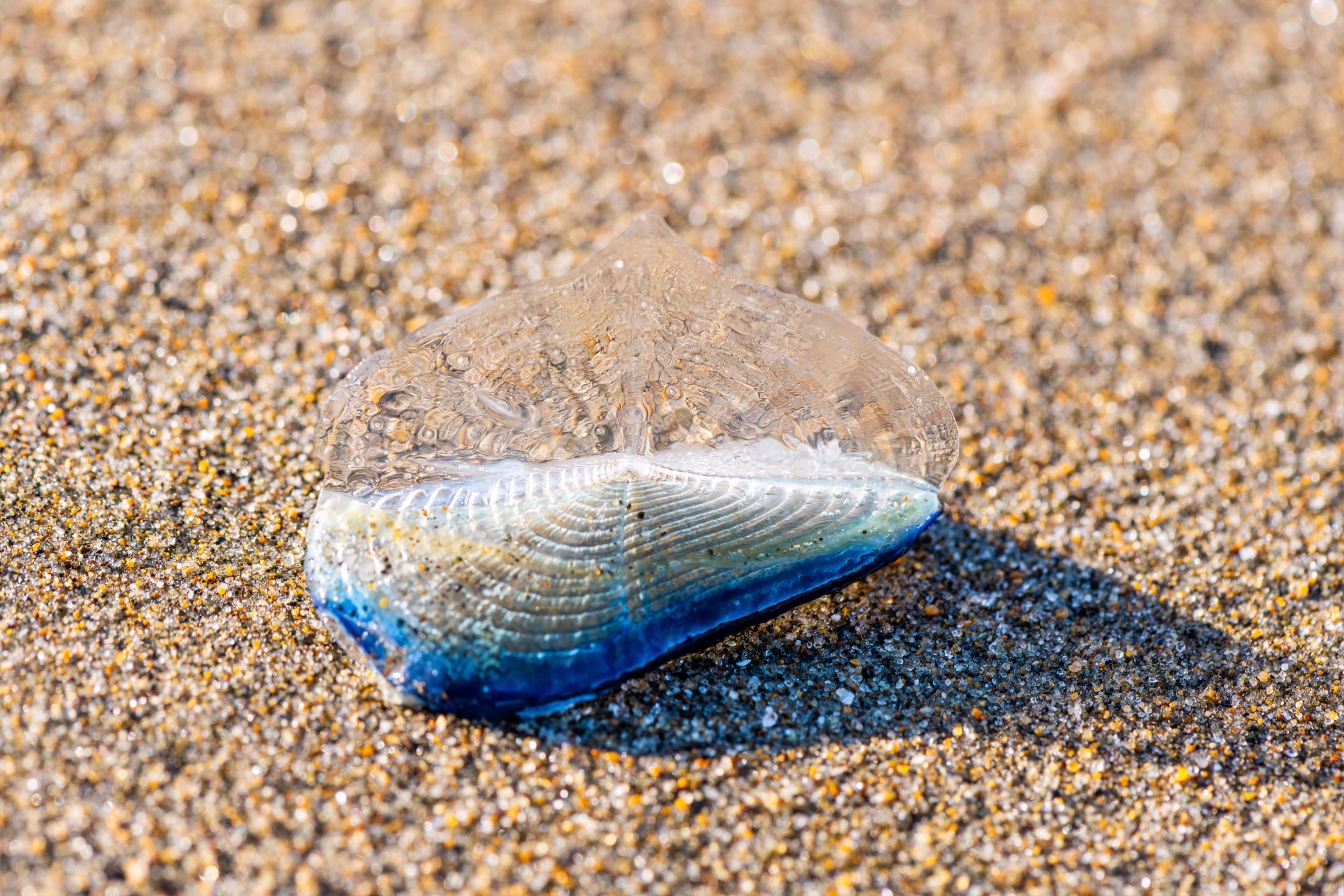 Velella velella erstamls auf Sylt